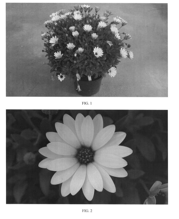 Figure 1 of US plant patent PP24479, the photograph of SAKOST8330 printed in the patent.