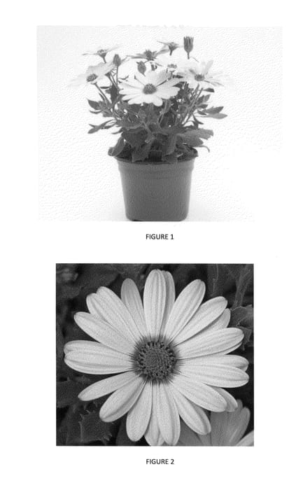 Figure 1 of US plant patent PP24480, the photograph of OSTZ0003 printed in the patent.