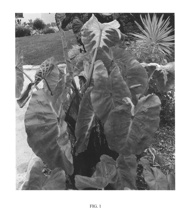 Figure 1 of US plant patent PP24481, the photograph of WHITE LAVA printed in the patent.