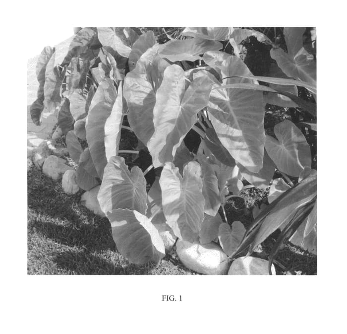 Figure 1 of US plant patent PP24482, the photograph of MAUI GOLD printed in the patent.