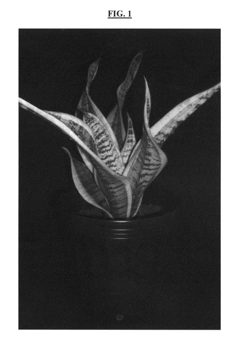 Figure 1 of US plant patent PP24483, the photograph of Twister printed in the patent.