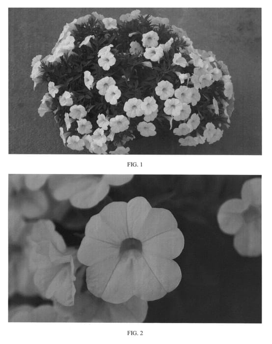 Figure 1 of US plant patent PP24484, the photograph of SAKCAL108 printed in the patent.