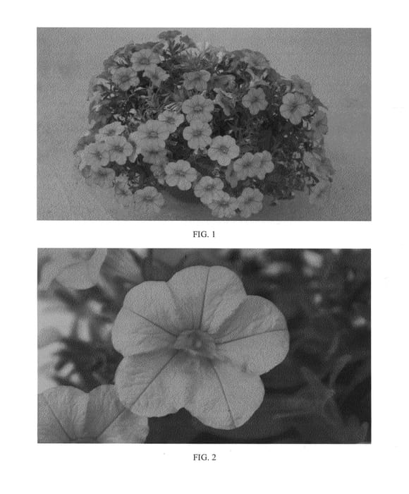 Figure 1 of US plant patent PP24485, the photograph of SAKCAL104 printed in the patent.