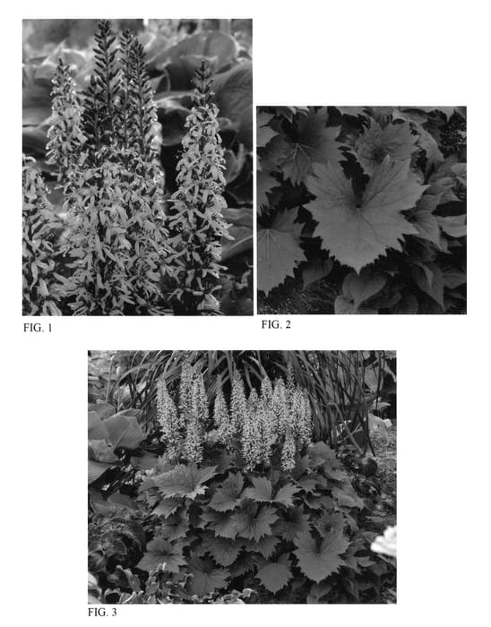 Figure 1 of US plant patent PP24486, the photograph of Bottle Rocket printed in the patent.