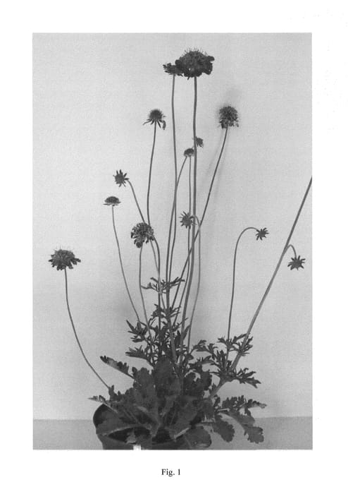 Figure 1 of US plant patent PP24487, the photograph of SGIPU2-0 printed in the patent.