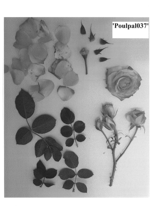 Figure 1 of US plant patent PP24488, the photograph of Poulpal037 printed in the patent.