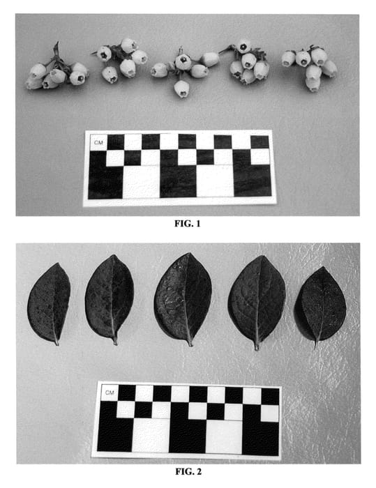 Figure 1 of US plant patent PP24489, the photograph of DrisBlueFive printed in the patent.