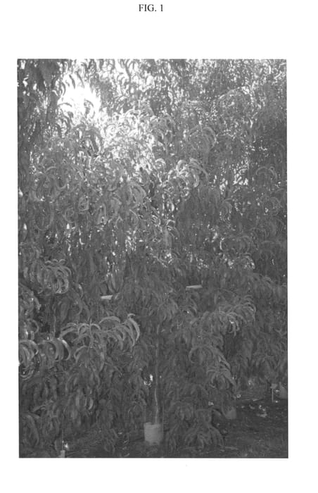 Figure 1 of US plant patent PP24490, the photograph of FLATOP printed in the patent.