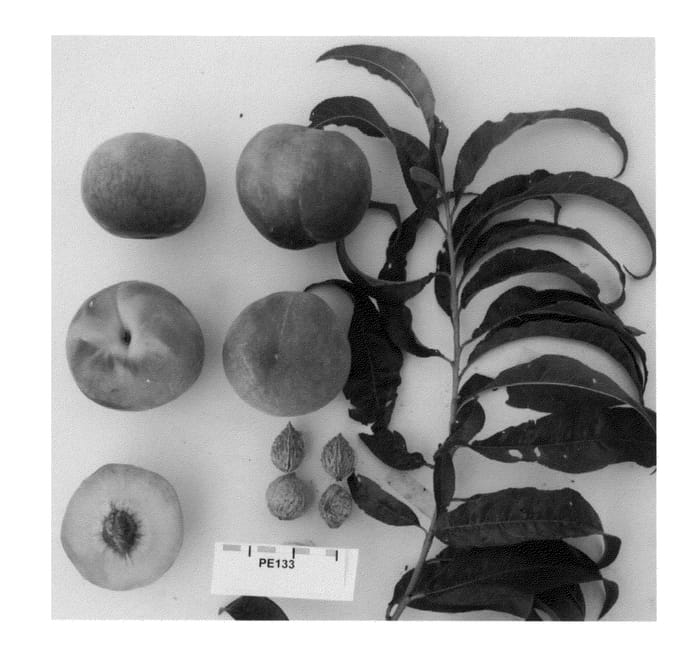 Figure 1 of US plant patent PP24491, the photograph of Supecheighteen printed in the patent.