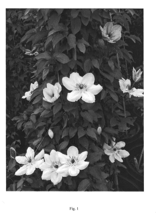 Figure 1 of US plant patent PP24492, the photograph of YAKU050 printed in the patent.