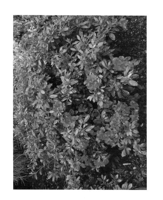 Figure 1 of US plant patent PP24493, the photograph of RLH1-10P18 printed in the patent.