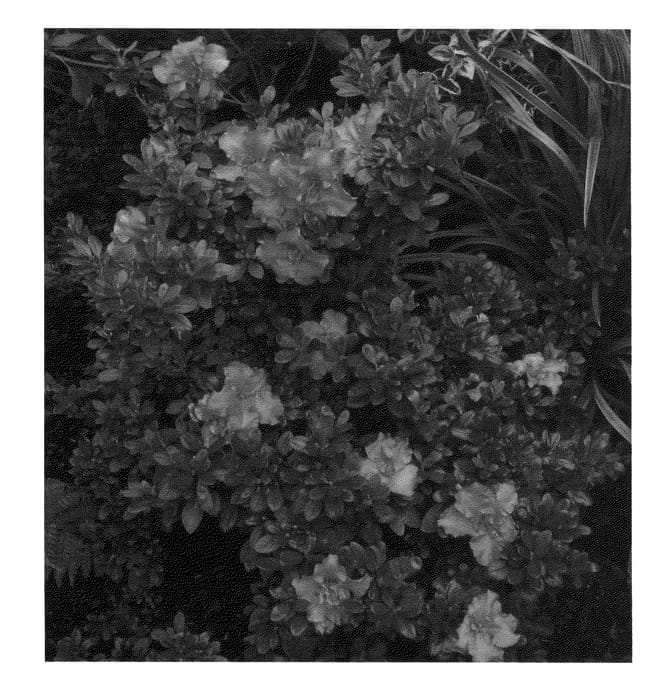 Figure 1 of US plant patent PP24494, the photograph of RLH1-8P1 printed in the patent.