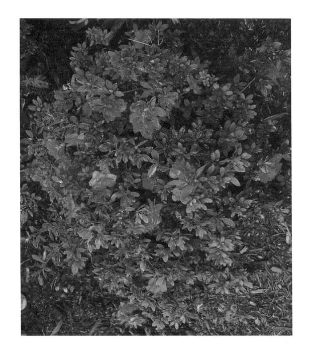 Figure 1 of US plant patent PP24495, the photograph of RLH1-6P4 printed in the patent.