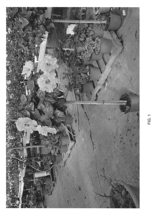 Figure 1 of US plant patent PP24496, the photograph of DUP-WHDX printed in the patent.