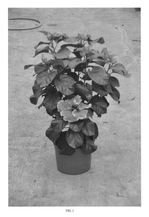 Figure 1 of US plant patent PP24497, the photograph of DUP-SWCH printed in the patent.