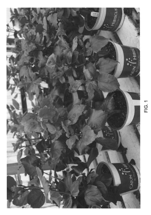 Figure 1 of US plant patent PP24498, the photograph of DUP-PPP printed in the patent.