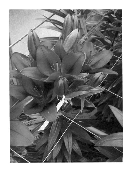 Figure 1 of US plant patent PP24500, the photograph of Tiny Rocket printed in the patent.