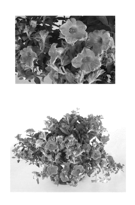 Figure 1 of US plant patent PP24501, the photograph of USTUN48002 printed in the patent.