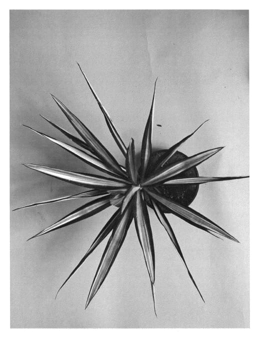Figure 1 of US plant patent PP24502, the photograph of Yugosta02 printed in the patent.