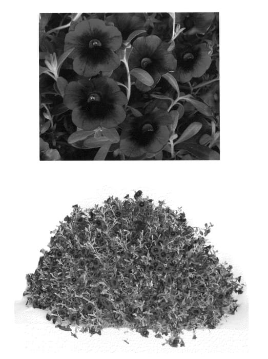Figure 1 of US plant patent PP24503, the photograph of USCAL08501 printed in the patent.