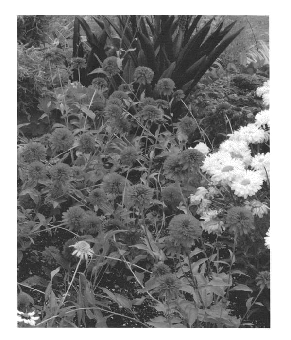 Figure 1 of US plant patent PP24504, the photograph of Secret Love printed in the patent.