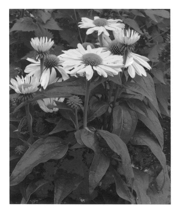 Figure 1 of US plant patent PP24505, the photograph of Chiquita printed in the patent.