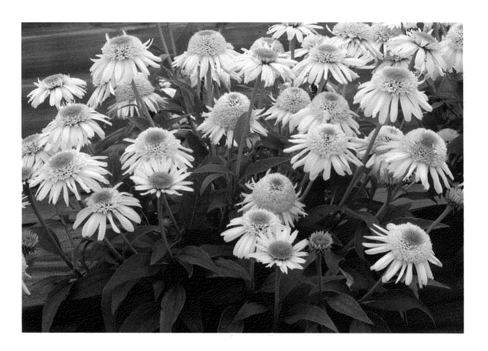 Figure 1 of US plant patent PP24506, the photograph of Vanilla Cupcake printed in the patent.