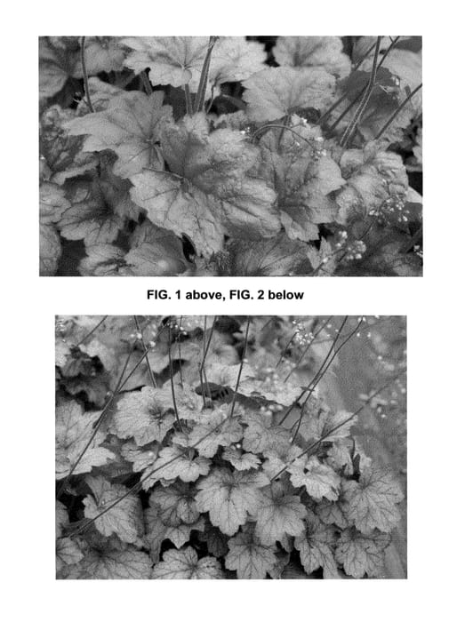 Figure 1 of US plant patent PP24507, the photograph of Georgia Plum printed in the patent.