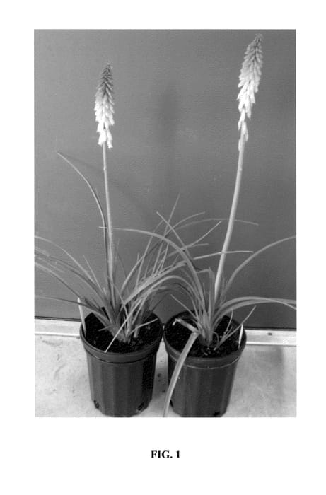 Figure 1 of US plant patent PP24508, the photograph of Echo Duo printed in the patent.