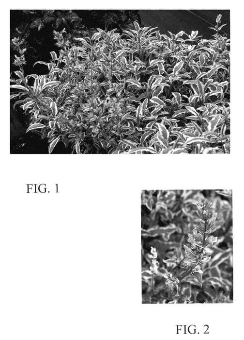 Figure 1 of US plant patent PP24509, the photograph of Silver Sabre printed in the patent.