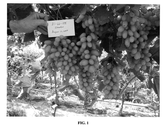 Figure 1 of US plant patent PP24510, the photograph of SV 21-66-158 printed in the patent.