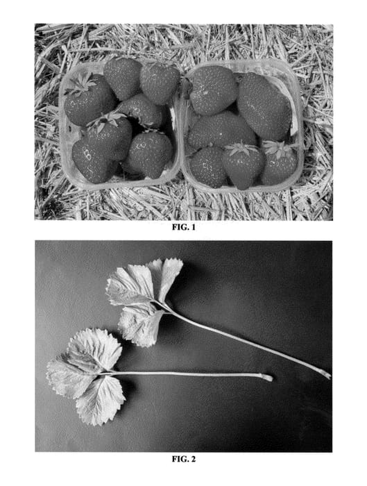 Figure 1 of US plant patent PP24511, the photograph of Cristina printed in the patent.