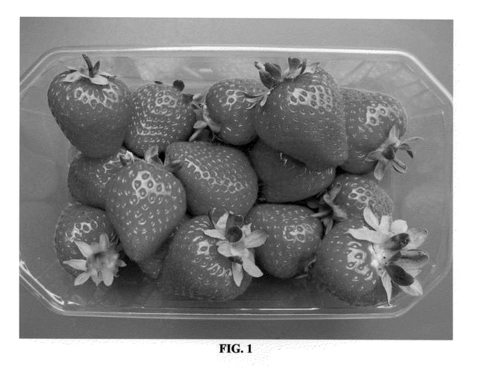 Figure 1 of US plant patent PP24512, the photograph of Buddy printed in the patent.