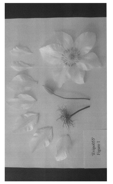 Figure 1 of US plant patent PP24513, the photograph of Evipo055 printed in the patent.