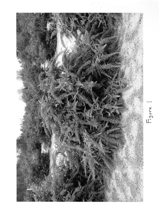 Figure 1 of US plant patent PP24514, the photograph of Purple Haze printed in the patent.