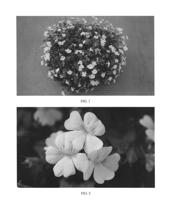 Figure 1 of US plant patent PP24515, the photograph of SAKMEC002 printed in the patent.