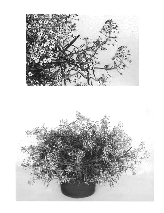 Figure 1 of US plant patent PP24516, the photograph of Inlbublupr printed in the patent.