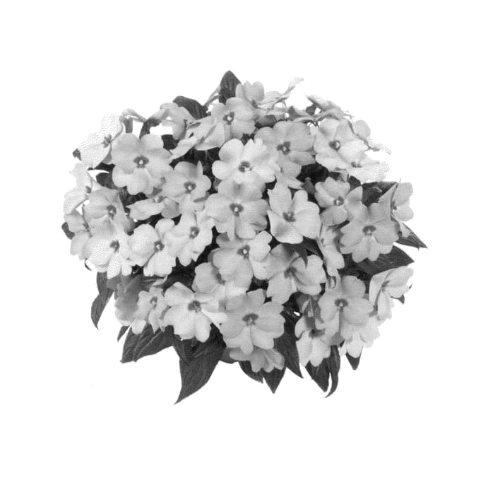Figure 1 of US plant patent PP24517, the photograph of Fidimpmaxswepi printed in the patent.