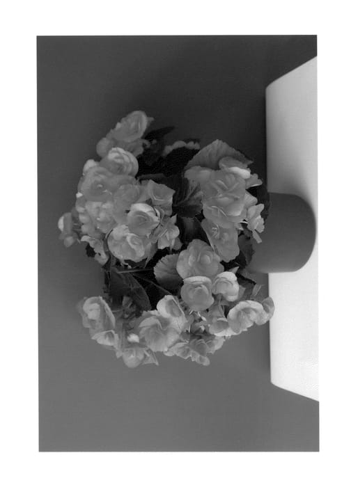 Figure 1 of US plant patent PP24518, the photograph of Dardoran Imp printed in the patent.