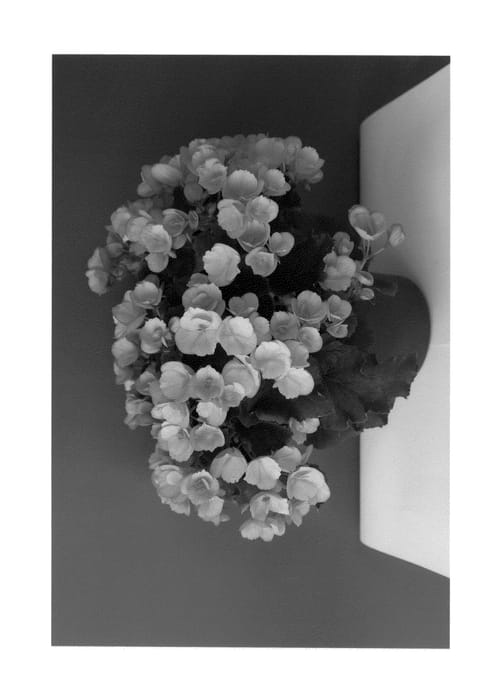 Figure 1 of US plant patent PP24519, the photograph of Betulia Candy printed in the patent.