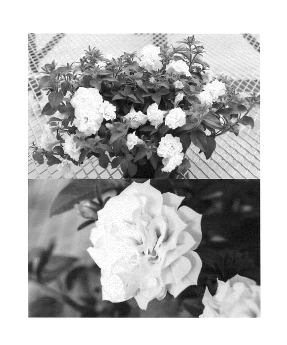 Figure 1 of US plant patent PP24520, the photograph of Sundasiro printed in the patent.