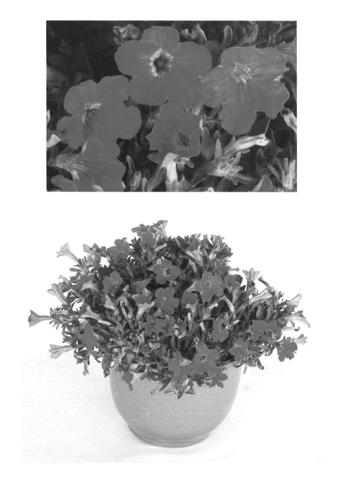 Figure 1 of US plant patent PP24521, the photograph of USTUN47601 printed in the patent.