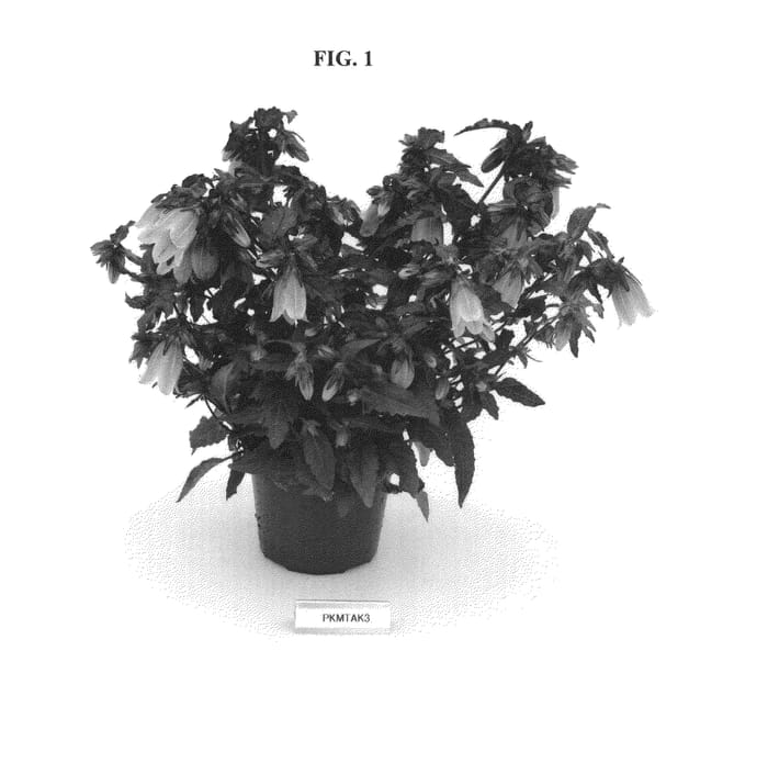Figure 1 of US plant patent PP24522, the photograph of PKMTAK3 printed in the patent.