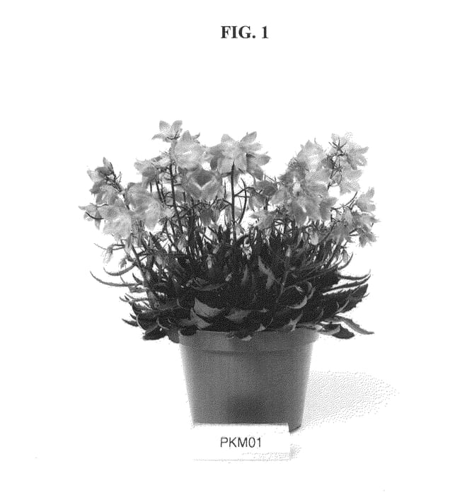 Figure 1 of US plant patent PP24523, the photograph of PKM01 printed in the patent.