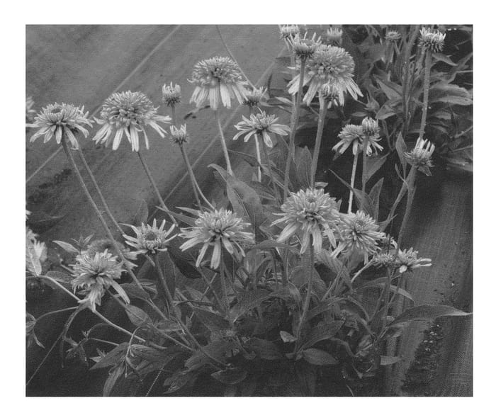 Figure 1 of US plant patent PP24524, the photograph of Colorburst Orange printed in the patent.