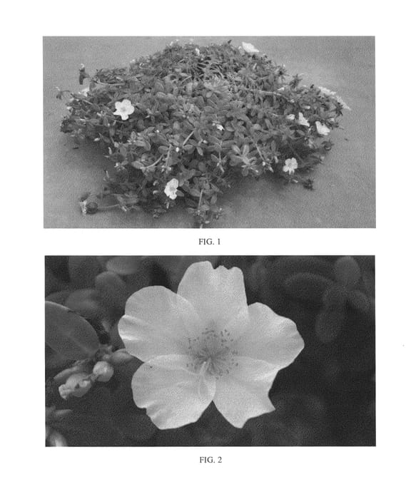 Figure 1 of US plant patent PP24526, the photograph of SAKPOR006 printed in the patent.