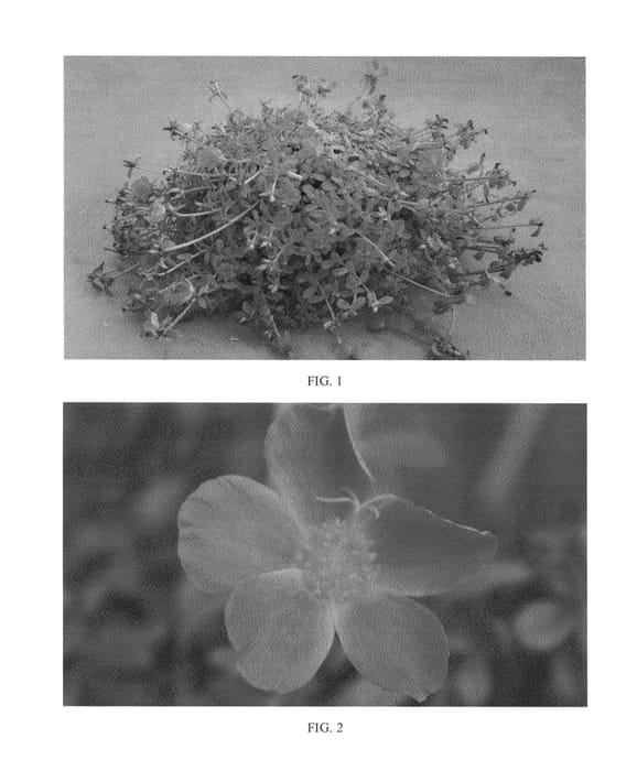 Figure 1 of US plant patent PP24527, the photograph of SAKPOR003 printed in the patent.