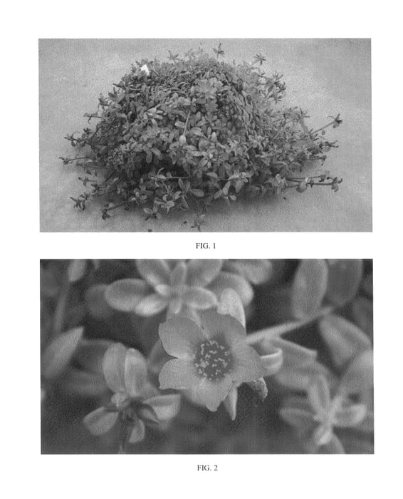 Figure 1 of US plant patent PP24528, the photograph of SAKPOR001 printed in the patent.