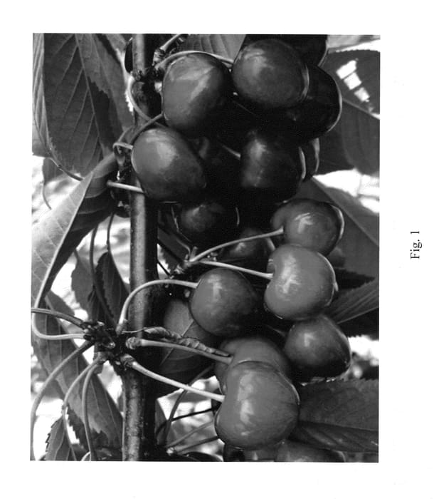 Figure 1 of US plant patent PP24529, the photograph of Aramat printed in the patent.