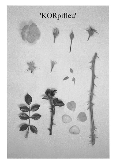 Figure 1 of US plant patent PP24530, the photograph of KORpifleu printed in the patent.